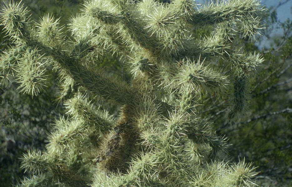 Cholla Cactus