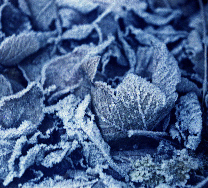 Frozen Leaves