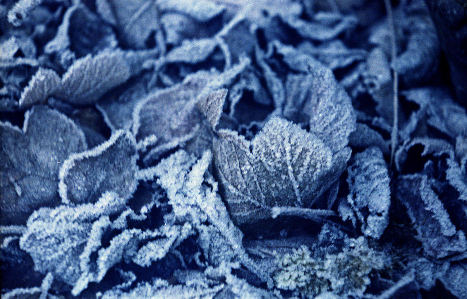 Frozen Leaves