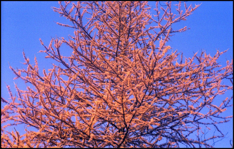 Autumn Tree
