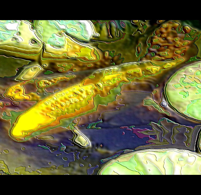 Pond Fish