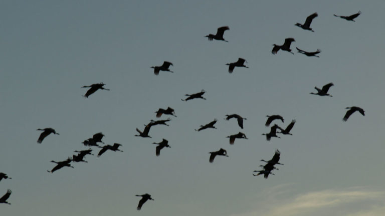 Sandhill Cranes