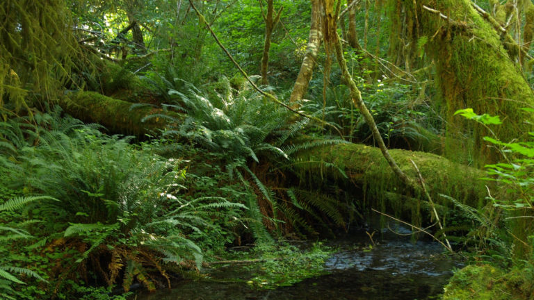 Olympic National Park